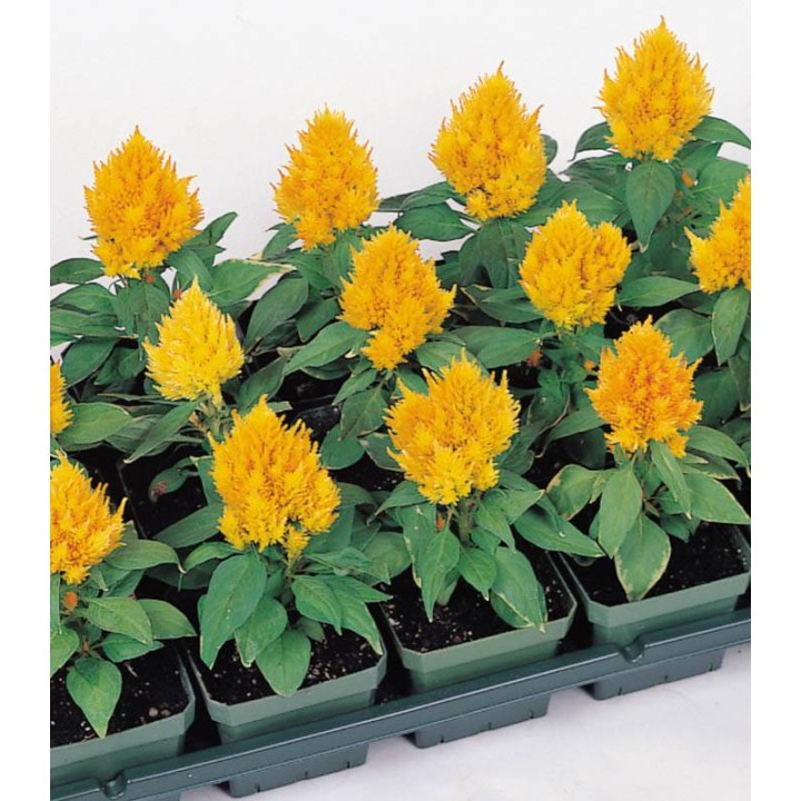 Celosia argentea Kimono Mix F1, 1000 seminte