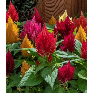 Celosia argentea Kimono Mix F1, 1000 seminte