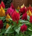 Celosia argentea Kimono Mix F1, 1000 seminte