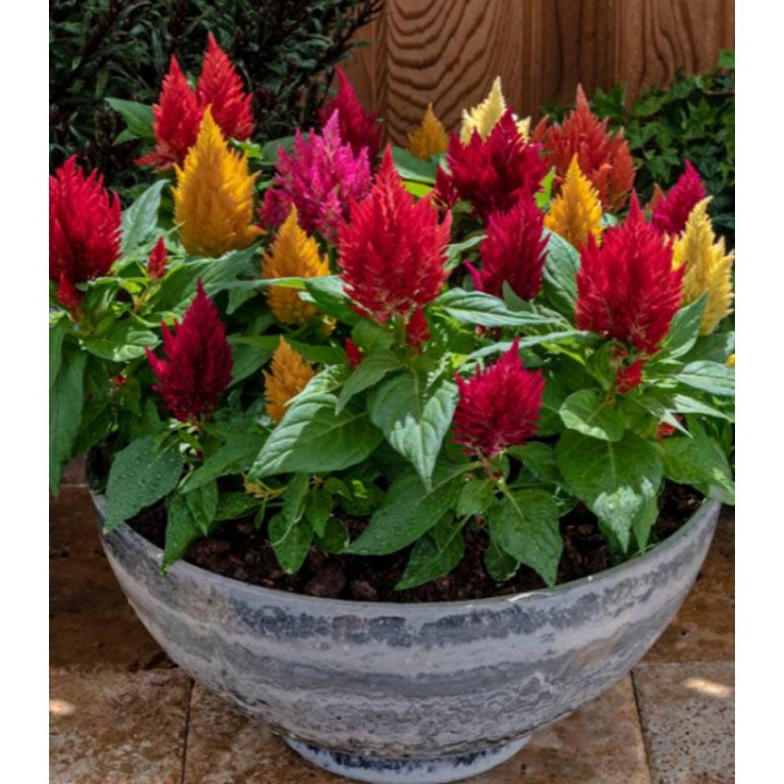 Celosia argentea Kimono Mix F1, 1000 seminte