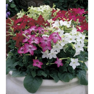Nicotiana alata Saratoga F1 Mix, 1000 seminte