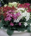 Nicotiana alata Saratoga F1 Mix, 1000 seminte