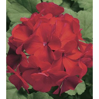 Pelargonium hort. Ringo 2000 Cardinal F1, 1000 seminte