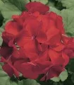 Pelargonium hort. Ringo 2000 Cardinal F1, 1000 seminte