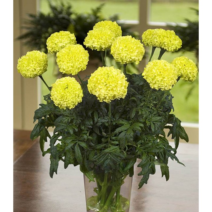 Tagetes erecta Nosento Lime Green, 1000 seminte