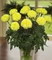 Tagetes erecta Nosento Lime Green, 1000 seminte