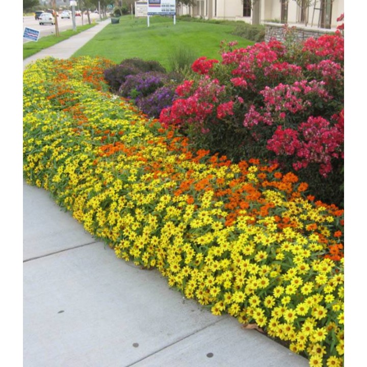 Zinnia hybrida Profusion Mix, in amenajari