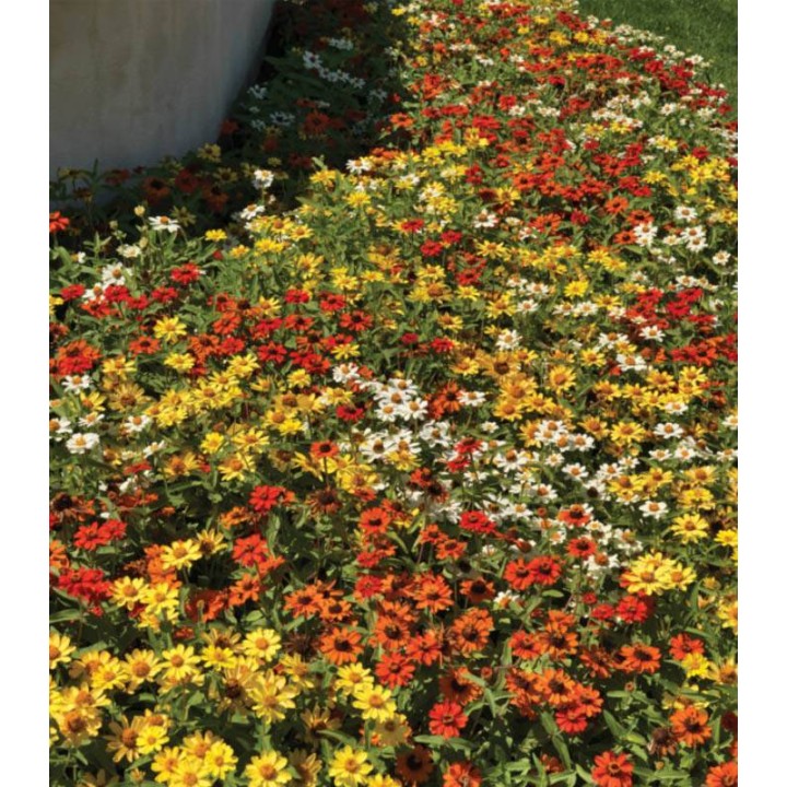 Zinnia hybrida Profusion Mix covor de flori