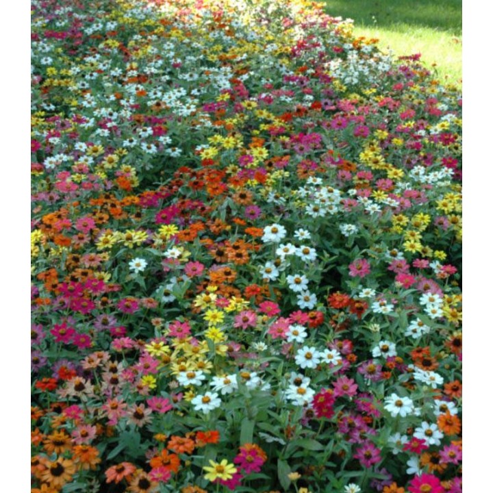 Zinnia hybrida Profusion Mix covor de flori
