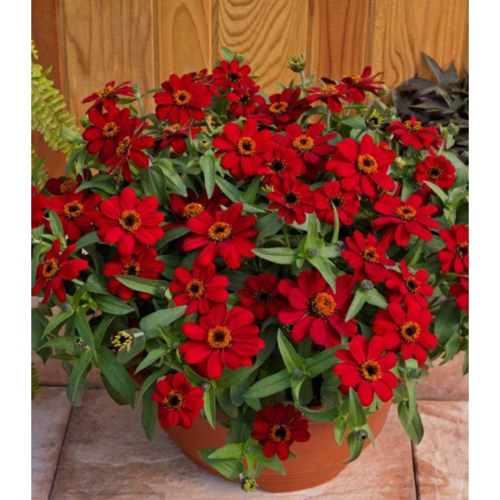 Zinnia hybrida Profusion Rosie, la ghiveci