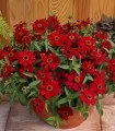 Zinnia hybrida Profusion Rosie, la ghiveci