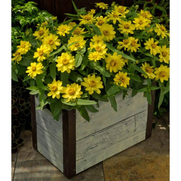 Zinnia hybrida Profusion Galbena, la ghiveci