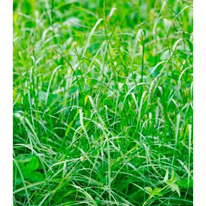 Samanta lolium peren