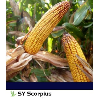 Seminte de porumb SY Scorpius, 50.000 seminte
