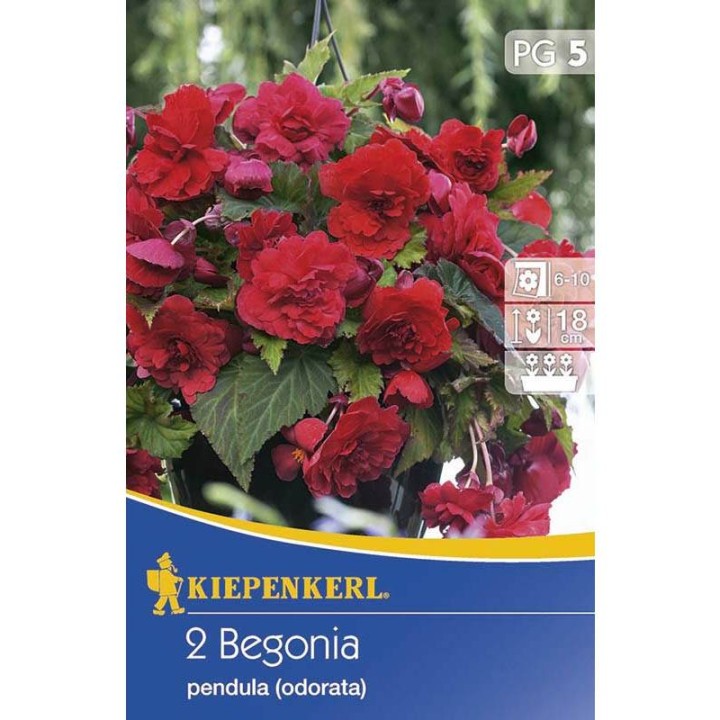 Begonia curgatoare odorata Rosie, 2 bulbi