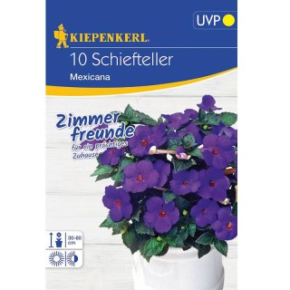 Achimenes Mexicana, 10 bulbi