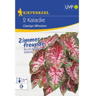 Caladium Carolyn Whorton, 2 bulbi