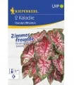 Caladium Carolyn Whorton, 2 bulbi