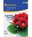 Gloxinia Corina Sinningia, 2 bulbi