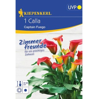 Calla Vermer (1 bulb)