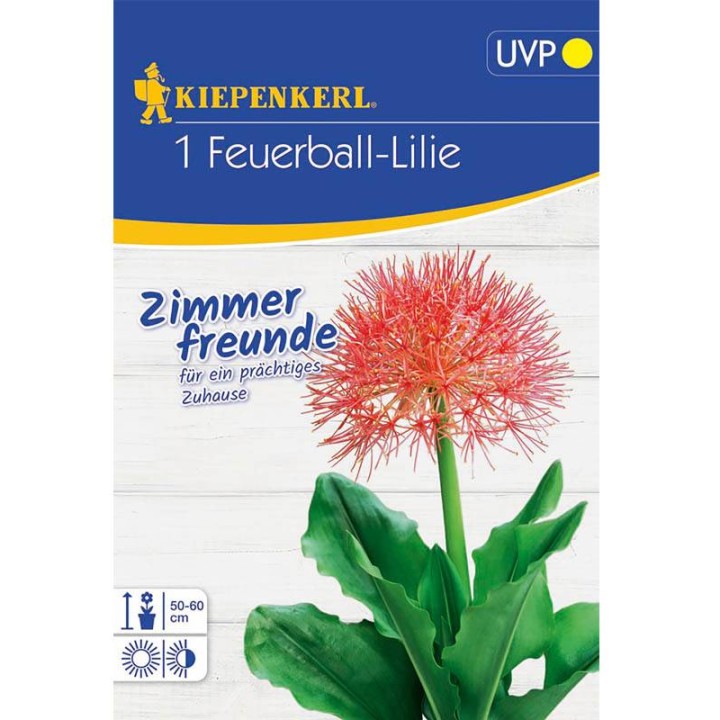 Scadoxus multiflorus, 1 bulb