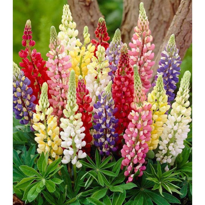 Lupin Mix, 5 radacini