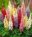 Lupin Mix, 5 radacini