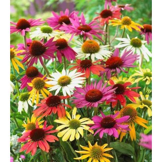 Echinacea Mix, 5 radacini