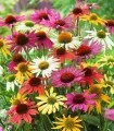 Echinacea Mix, 5 radacini