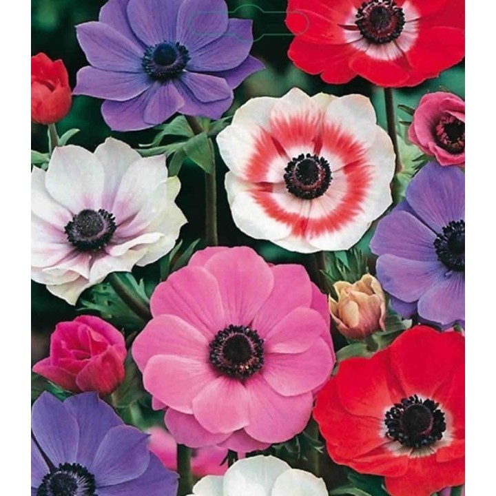 Anemone coronaria De Caen
