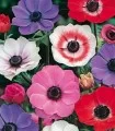 Anemone coronaria De Caen