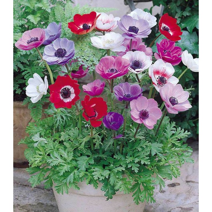 Anemone coronaria De Caen