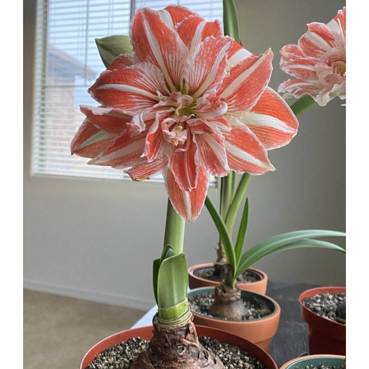 Amaryllis Elvan - 1 bulb