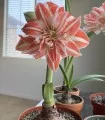 Amaryllis Elvan - 1 bulb