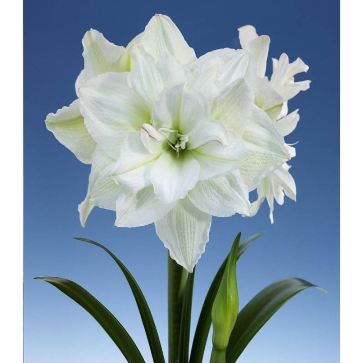 Amaryllis White Peacock, 1 bulb