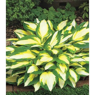Hosta Color Festival, 1 radacina