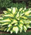 Hosta Color Festival, 1 radacina