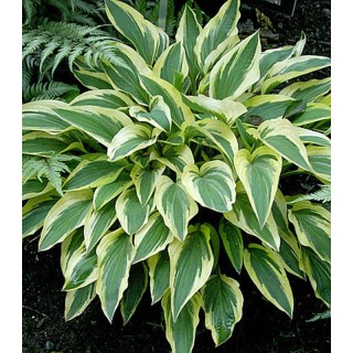 Hosta Lakeside Dragonfly, 1 radacina