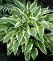 Hosta Lakeside Dragonfly, 1 radacina