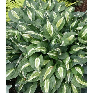 Hosta Snake Eyes, 1 radacina