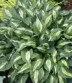 Hosta Snake Eyes, 1 radacina