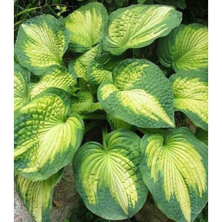 Hosta War Paint, 1 radacina