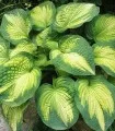 Hosta War Paint, 1 radacina