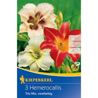 Hemerocalis Trio Mix, 3 radacini