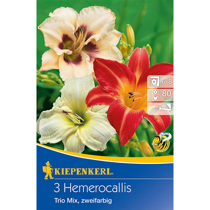 Hemerocalis Trio Mix, 3 radacini