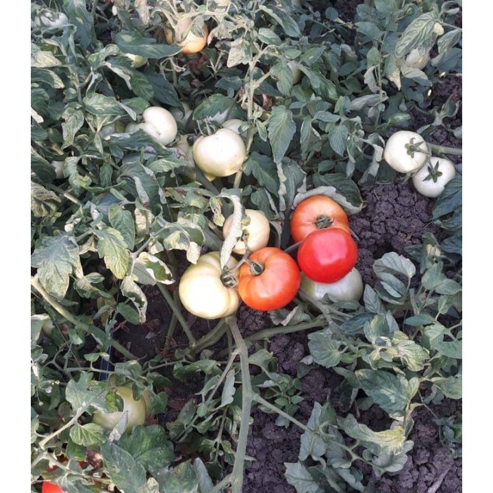 Tomate Balarga, cultura in camp Gradinari, Olt