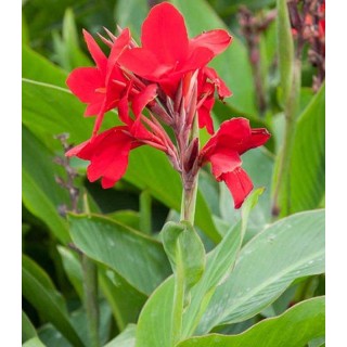 Canna indica Firebird, 1 bulb