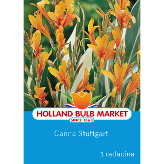 Canna indica Stuttgart