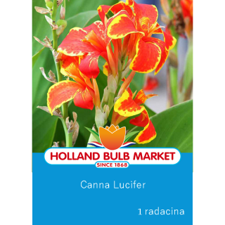 Canna indica Lucifer (1 bulb)