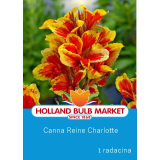 Canna indica Reine Charlotte (1 bulb)